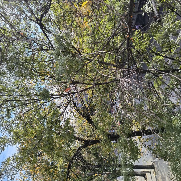 Vreme caldă la sfârșit de octombrie în București