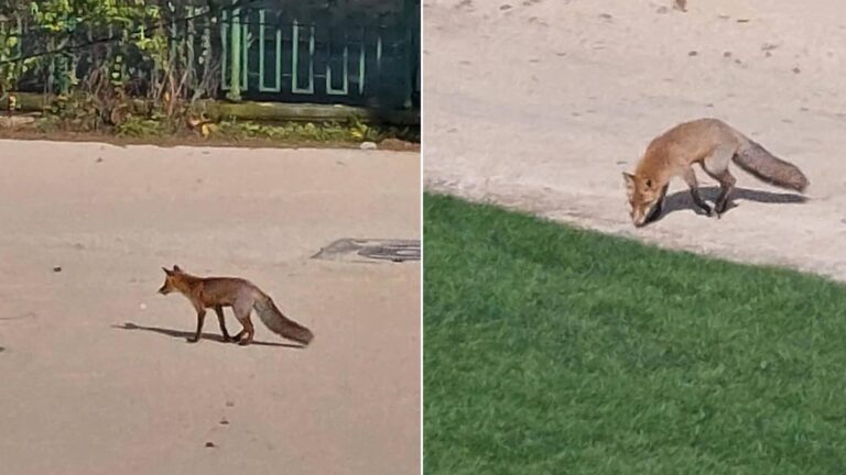 Vulpița de pe Lacul Morii, prietena bucureștenilor, va fi prezentă la West Side Hallo Fest