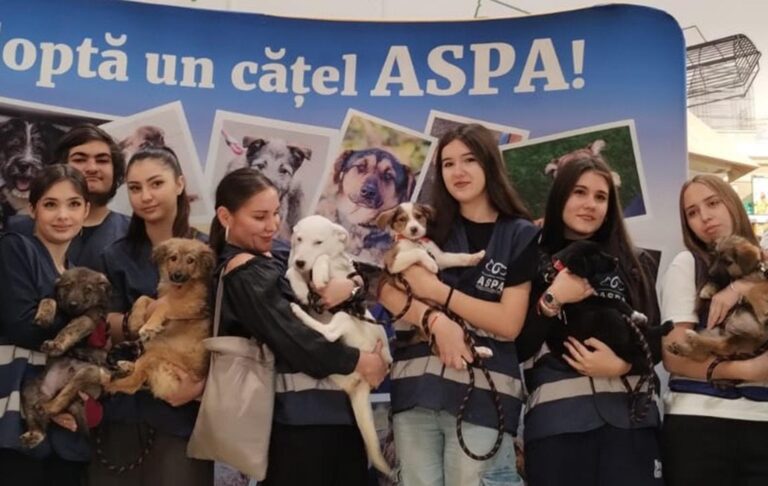 15 cățeluși își caută familii în weekend-ul viitor 🐶 Târg de adopții organizat de ASPA la Animax Vulcan