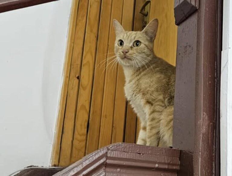 Biblioteca Metropolitană din București are un sistem de alarmă inedit: pisica Irinuca