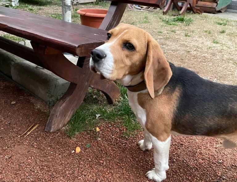 Cățel pierdut în zona Lujerului, găsit și dus la ASPA Mihăilești