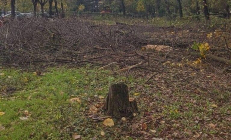 Defrișări ilegale în Sectorul 3: Locatarii se plâng de amenințări