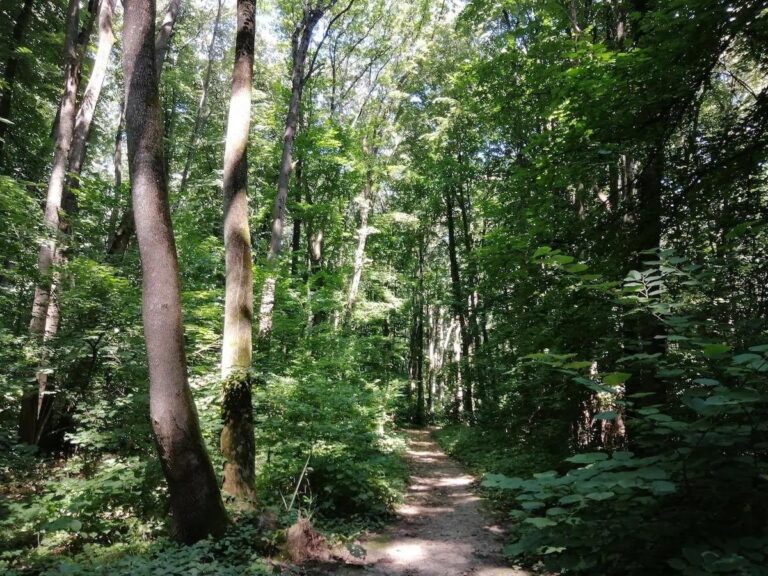 Explorare ghidată în Pădurea Băneasa
