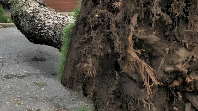 Incident pe Șoseaua Colentina: Un copac a căzut și a afectat traficul