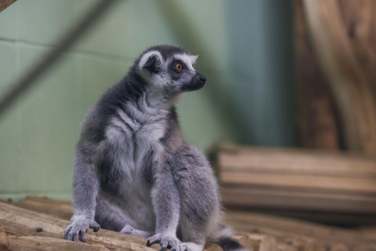 Posibile majorări ale tarifelor de intrare în Grădina Zoologică