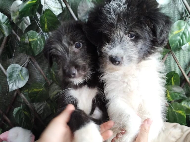 Târg de adopții căței în Complexul Vulcan din Sectorul 5