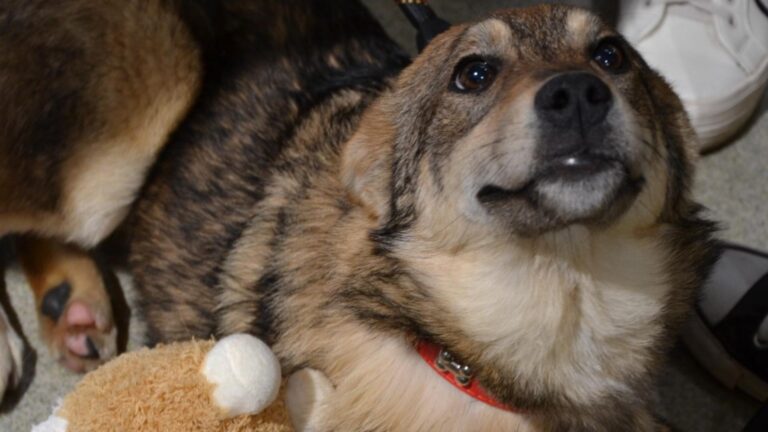 Un nou târg de adopții ASPA va avea loc la Animax Vulcan, în acest weekend