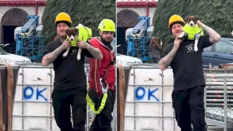 Un cățel adorabil supraveghează pregătirile pentru cel mai mare Târg de Crăciun din București