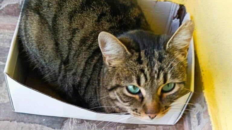 Pisoi tărcat din Sectorul 2 caută o familie iubitoare în București