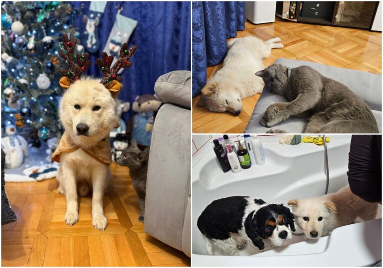 Povestea cățelului Fram, micuțul „urs polar” de la ASPA București, care a găsit o familie iubitoare