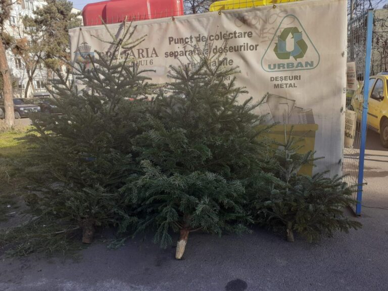 Colectarea brazilor de Crăciun în Sectorul 1