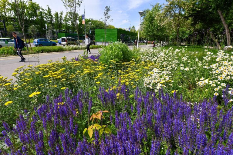 Primăria Sectorului 6 achiziționează flori rezistente la diverse condiții meteorologice