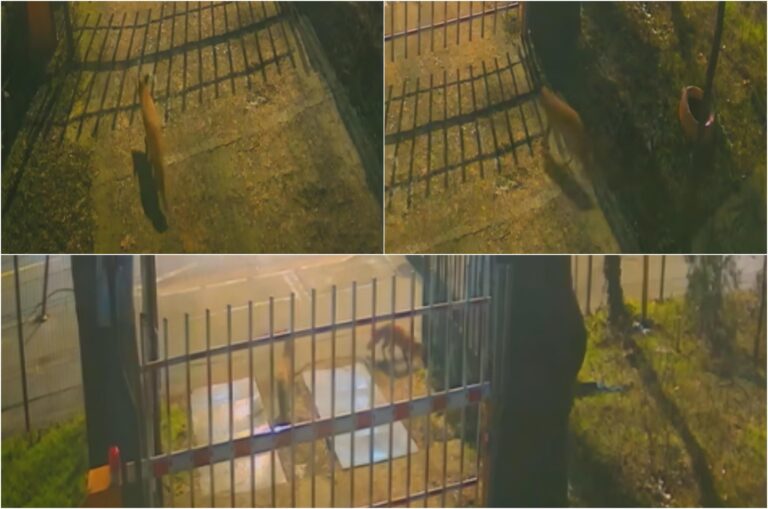 Trei vulpi surprinse în curtea Muzeului Antipa din București