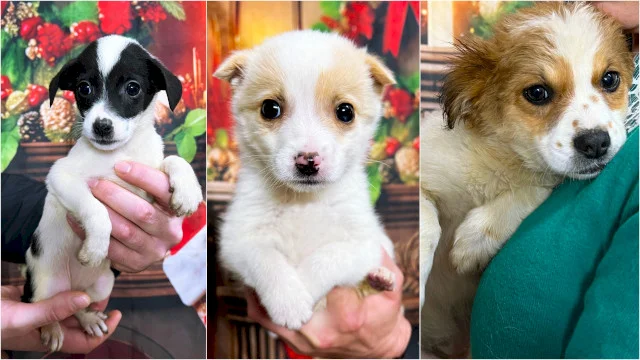 Primul târg ASPA de adopții din 2026 are loc pe 7 februarie, la Veranda Mall