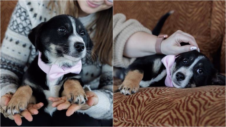 Cățelușa Ella, în căutarea unei familii iubitoare