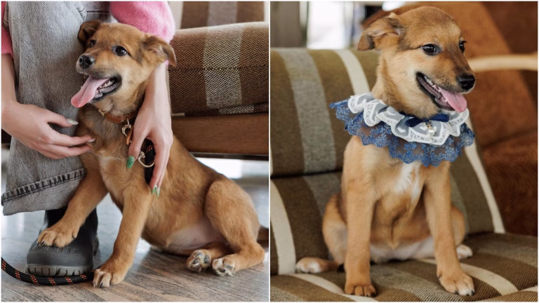 Nala, cățelușa cu dantelă de la ASPA Mihăilești, caută o familie iubitoare în București sau împrejurimi. Are 4 luni și multă energie
