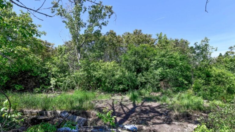 Pădurea de 71 hectare din zona Serelor Militari ar putea fi protejată