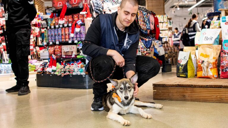 Un nou târg de adopții ASPA are loc weekendul viitor, în București. Cățelușii vor fi prezenți la Animax Vulcan