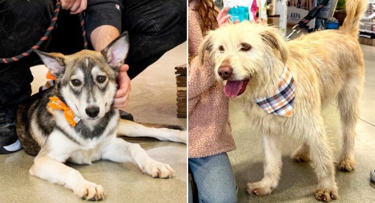 Următorul târg de adopții organizat de ASPA se desfășoară în acest weekend