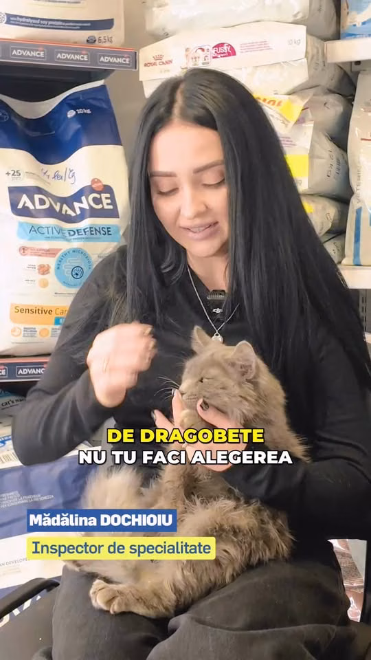 Adopții de câini și pisici în weekend, în nordul Capitalei