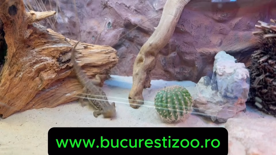Agamele de la Zoo București mănâncă ca niște vedete - Bucuresti