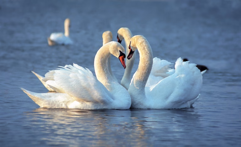 Alertă de gripă aviară în Cluj: lebede moarte lângă lac
