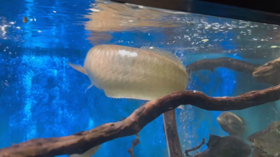 Arowana de la Zoo București mănâncă ca o vedetă adevărată - Bucuresti
