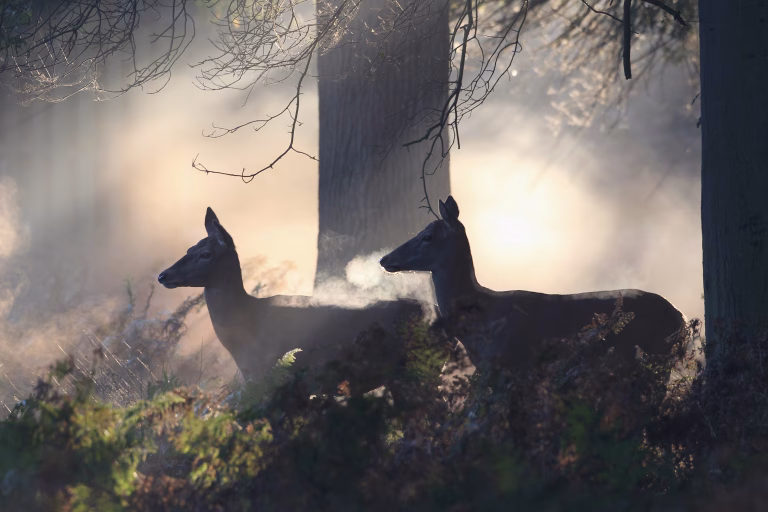 Căprioarele vorbesc pe ultraviolete în pădure, ca la disco