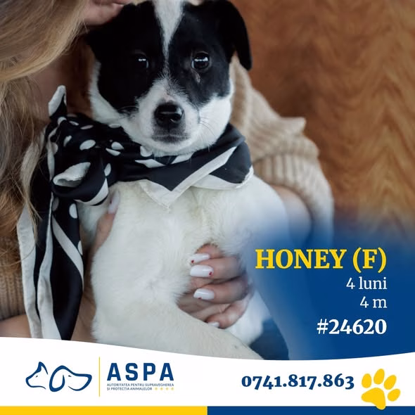 Honey, cățelușa de 4 luni care te cucerește instant