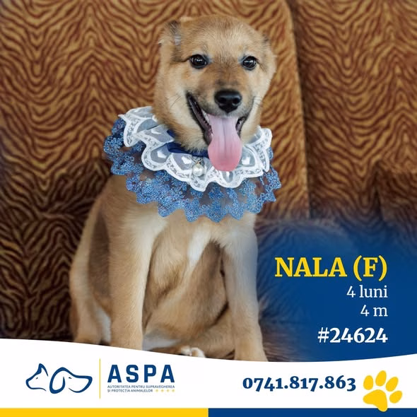 Nala, cățelușa de 4 luni care te topește din prima