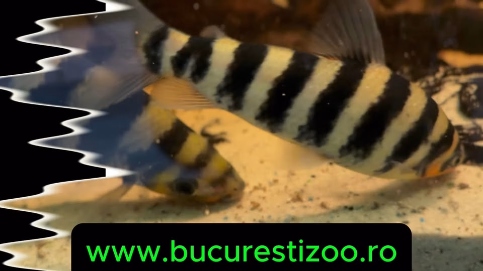 Ora mesei la acvariul Zoo București: spectacol sub apă - Bucuresti