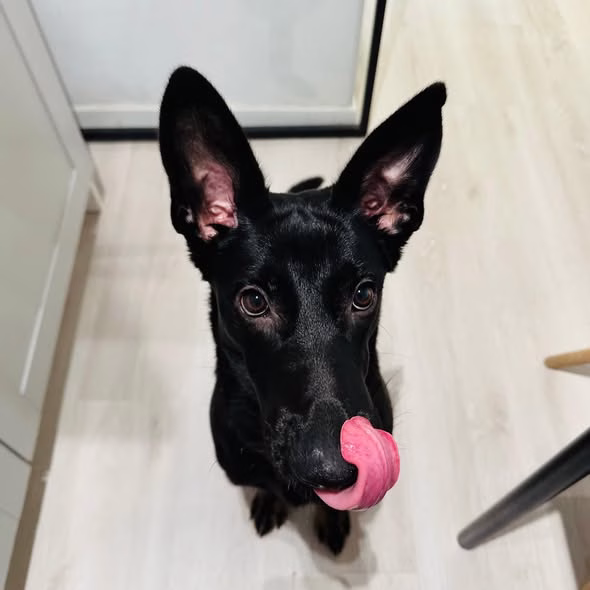 Peanut, cățelușa din Parcul Circului care și-a ales singură familia - Bucuresti
