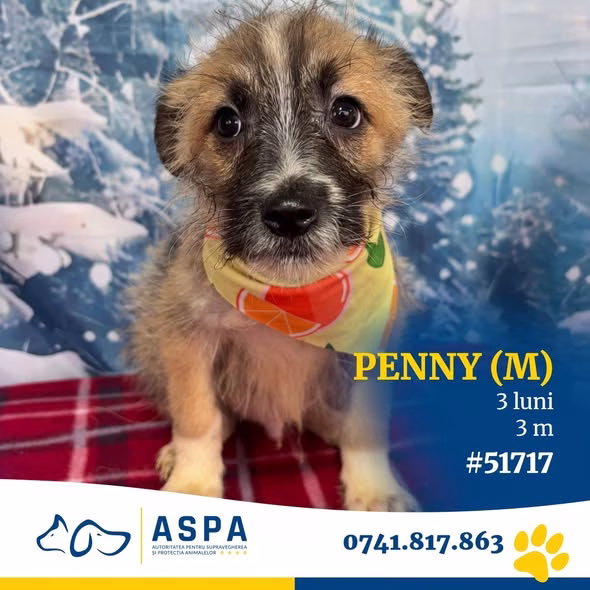 Penny, ghemotocul de 3 luni care te așteaptă la Bragadiru - Bucuresti