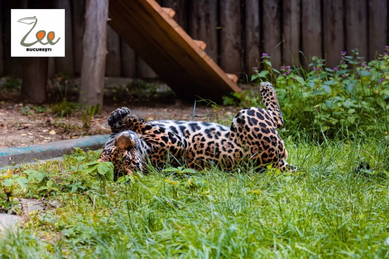 Se scumpește Zoo-ul din februarie, dar merită o vizită