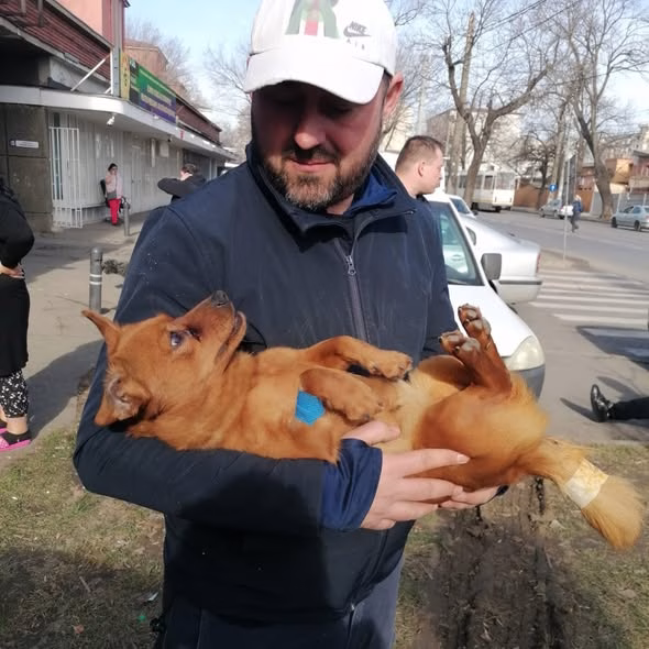 Sterilizări gratuite pentru câini cu stăpân în București - Bucuresti