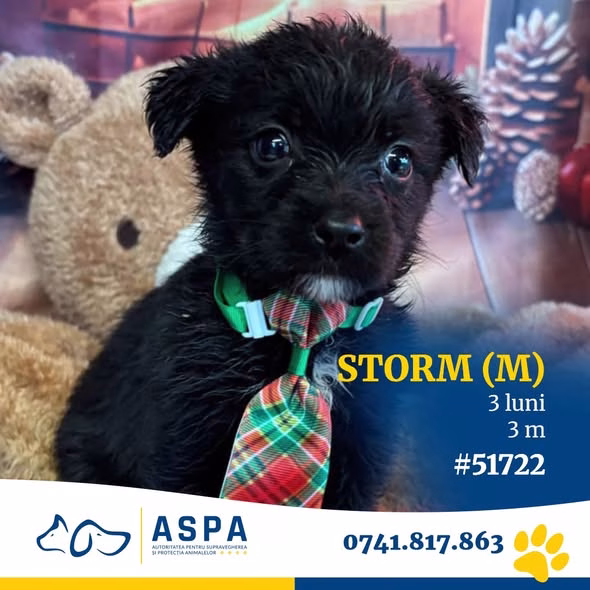 Storm, un pui de trei luni, te așteaptă la ASPA Bragadiru - Bucuresti