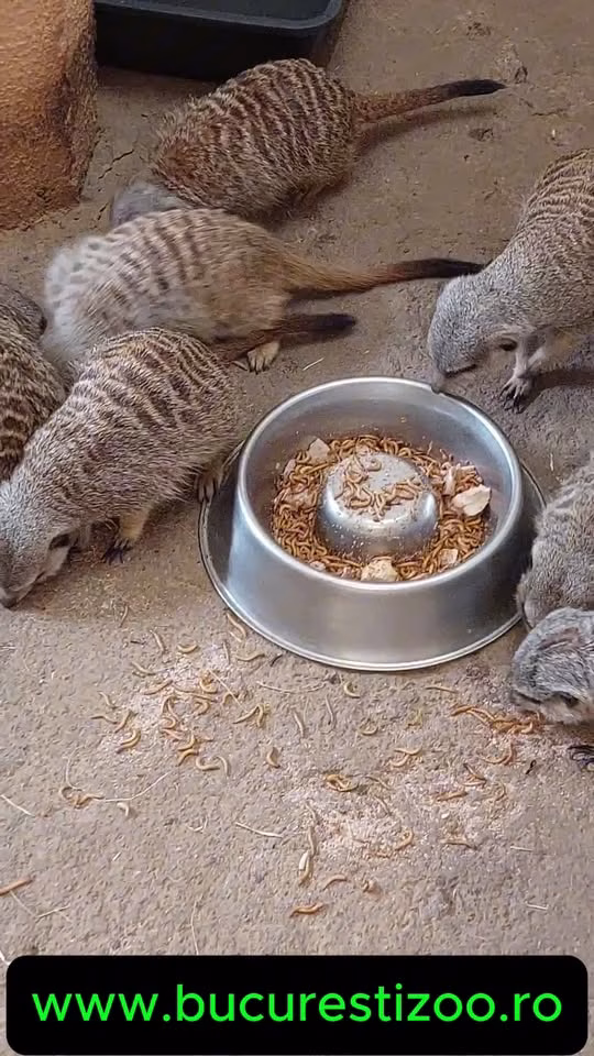 Suricatele de la Zoo București au gust de gurmet exotic