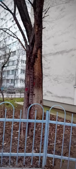 Tăieri de copaci în trei zone din București, azi - Bucuresti