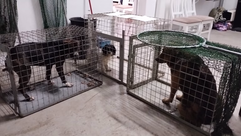 Zeci de câini abandonați, salvați din mai multe cartiere