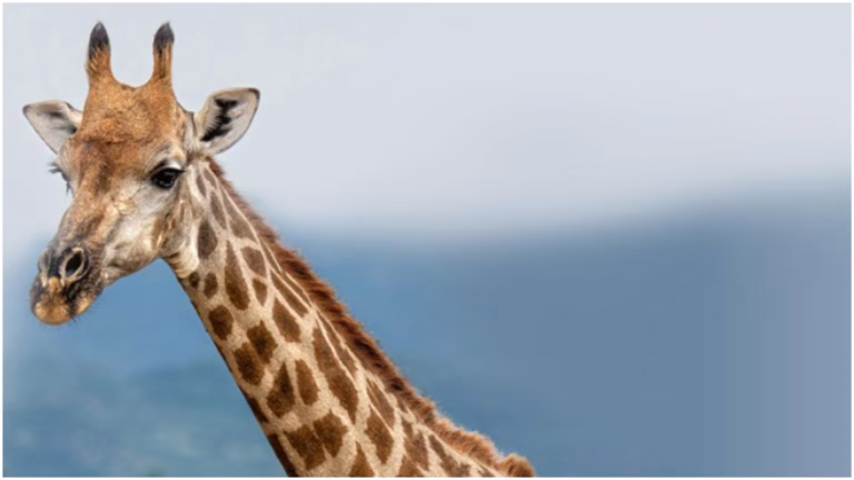 Atelier educativ despre girafe la Muzeul Antipa pentru copii