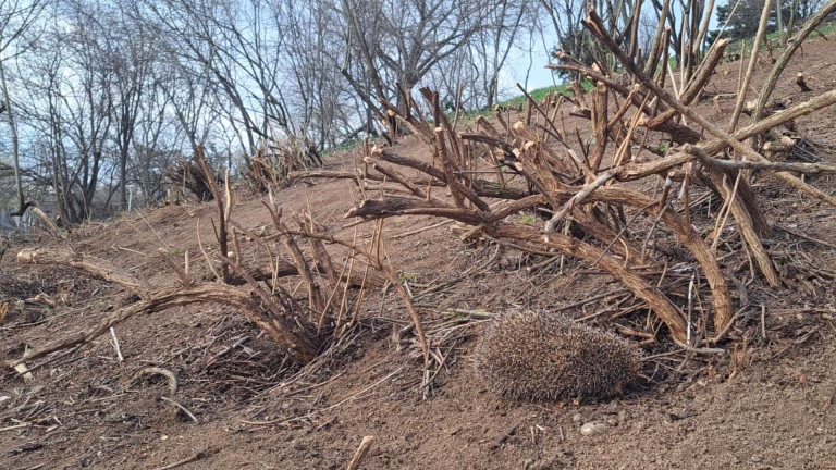 Bucureștenii solicită stoparea intervențiilor agresive din parcuri, aricii din Parcul Tineretului rămân fără adăpost