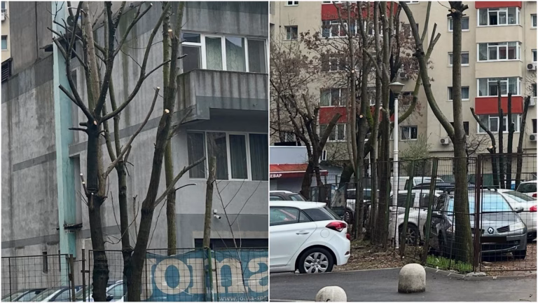 Critici dure asupra toaletării copacilor în Sectorul 4 din București