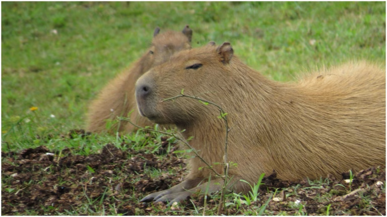 Expediție în jungla sud-americană din inima Bucureștiului