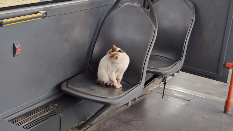 FOTO | O pisică neobișnuită a călătorit cu autobuzul STB din București