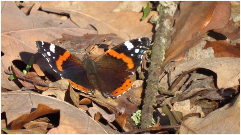 Fluturele Amiral, simbolul rezilienței urbane în București de Ziua Mondială a Vieții Sălbatice