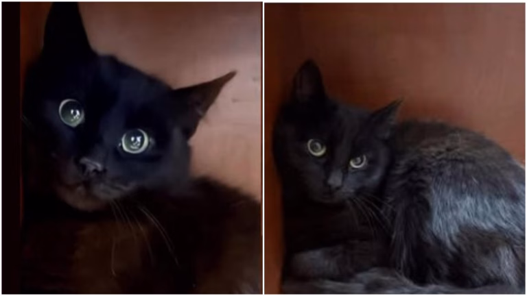 O pisică de catifea neagră, salvată de pe străzile din București, își caută familie