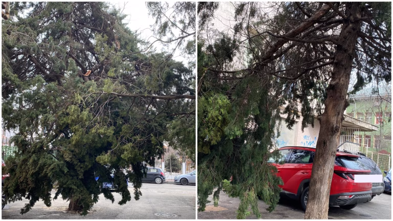 Pericol de accident la Policlinica Titan: o creangă imensă amenință siguranța bucureștenilor