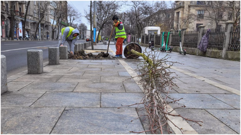 Peste 20 de copaci au fost plantați azi, în centrul Bucureștiului. Primăria Capitalei anunță următoarele zone unde se vor face plantări