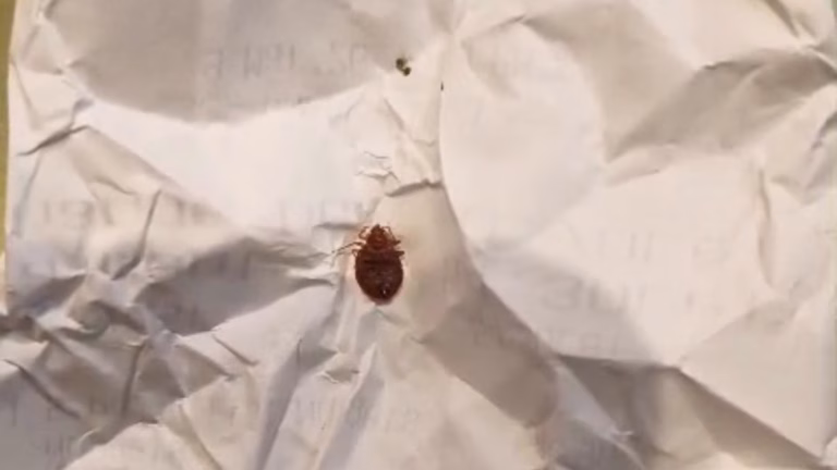 Ploșnițele, colegele de bancă ale elevilor de la Liceul Sadoveanu din București