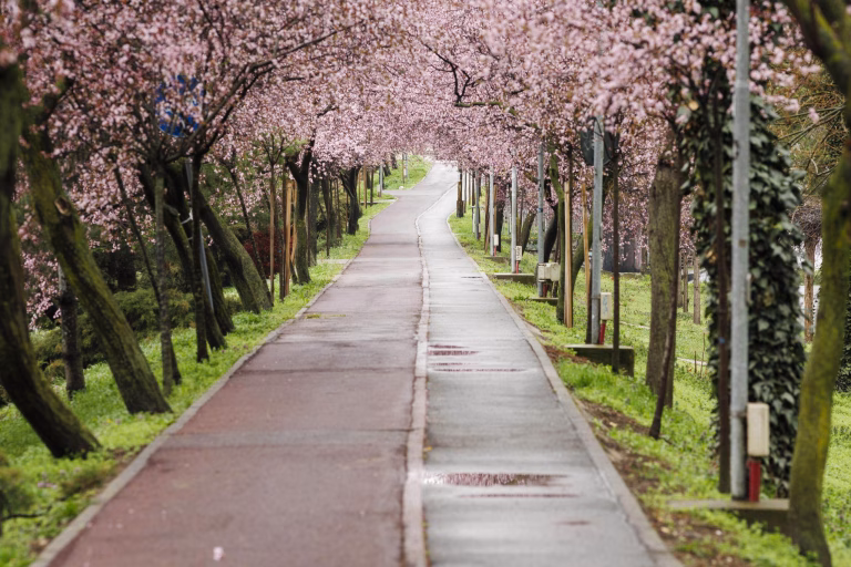 Primăvara își face simțită prezența în București: temperaturi de până la 15 grade Celsius